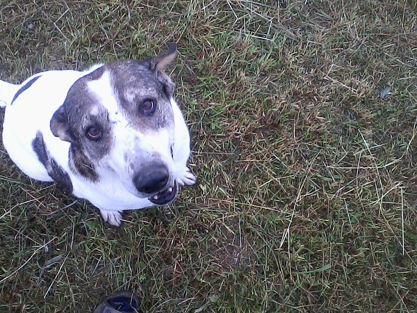 med_Gib ma 'n Leckerchen.jpg (600 x 450)